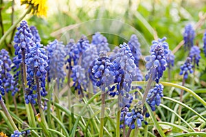 Armenian grape hyacinth Muscari armeniacum flowering in early spring garden.