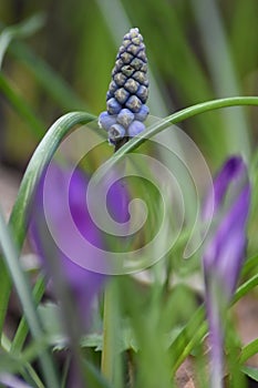 Armenian grape hyacinth (Muscari armeniacum) photo