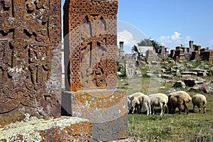 Armenian graveyard with sheep