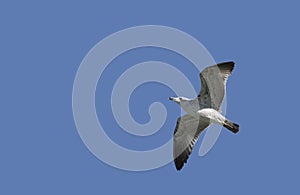 An Armenian gull flying over Seyhan river, Adana