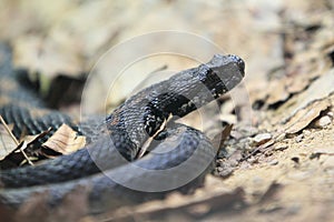 Armenian mountain viper