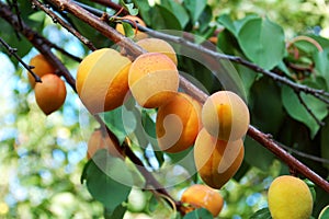 Armenian plum tree photo