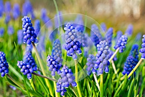 Armenian sapphire flowers closeup.