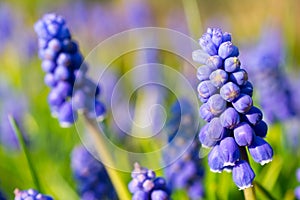 Armenian sapphire muscari armeniacum flowers closeup.