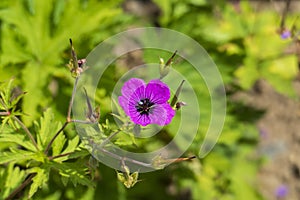 Armenian stork beak in violet against a blurred background