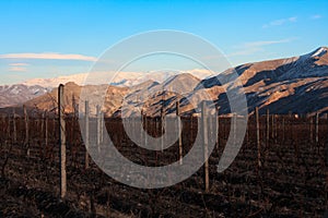 Armenian Vineyards