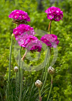 Armeria alpin flowers