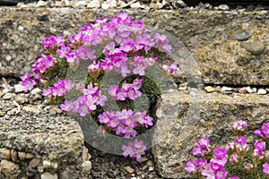 Armeria juniperifolia `Drakes Deep Form`