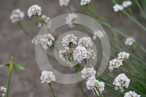 Armeria maritima