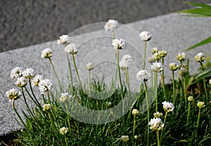 Armeria maritima alba rock garden, a perennial for a sunny location. It consists of turf-shaped hills, stones on a rock