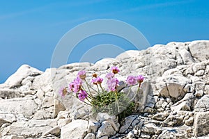 Armeria Maritima flowers growing on a cliff