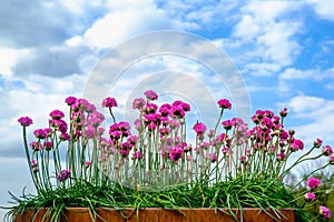 Armeria Maritima flowers. Template for greeting cards photo