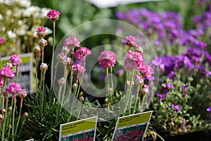 Armeria Maritima Splendens, Pink Perennial Flowers with Label in a Shop