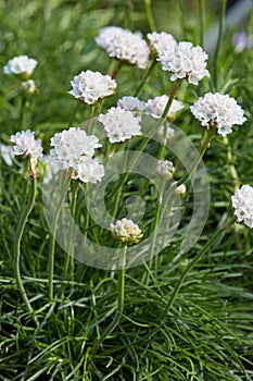 Armeria maritima, thrift white flowers and plant photo