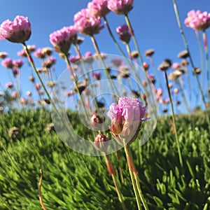 Armeria martima `pink petite ` Sea pink, with blue background.