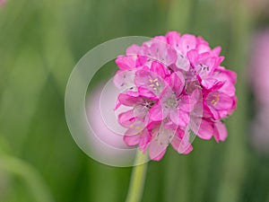 Armeria morisii flowers blooming in a meadow. ** Note: Shallow d photo