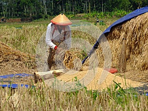 ARMERS PROCESS RICE BY CLEANING IT FROM GRAY TO PRODUCE QUALITY RICE IN RAWA PENING aMBARAWA