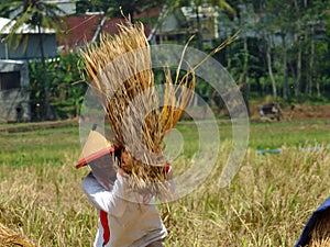ARMERS PROCESS RICE BY CLEANING IT FROM GRAY TO PRODUCE QUALITY RICE IN RAWA PENING aMBARAWA