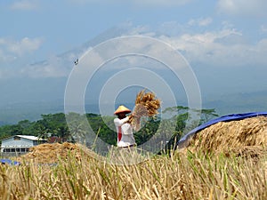 ARMERS PROCESS RICE BY CLEANING IT FROM GRAY TO PRODUCE QUALITY RICE IN RAWA PENING aMBARAWA