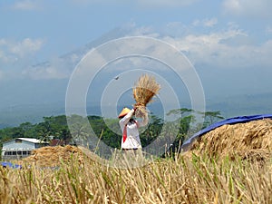ARMERS PROCESS RICE BY CLEANING IT FROM GRAY TO PRODUCE QUALITY RICE IN RAWA PENING aMBARAWA