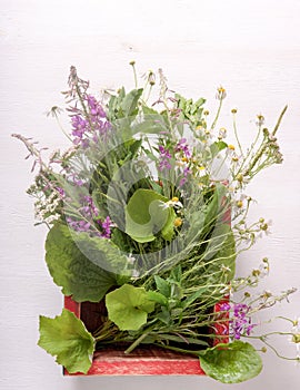 Armful of fresh medicinal plants in a box on the table