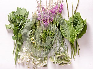 Armful of fresh medicinal plants on the table