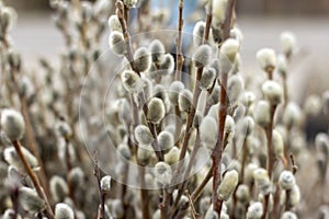 An armful of willow branches with budding buds.A harbinger of spring and bright Easter.