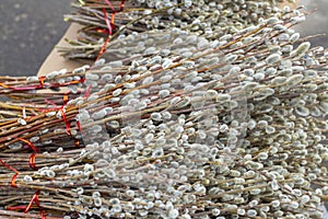 An armful of willow branches with budding buds. A harbinger of spring and bright Easter.