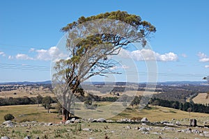 Armidale bush landscape