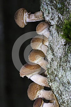 Armillaria borealis is a species of mushroom in the family Physalacriaceae.