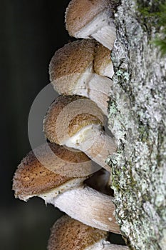 Armillaria borealis is a species of mushroom in the family Physalacriaceae.