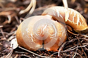 Armillaria brown mushroom in forest