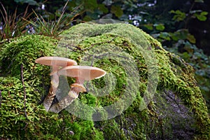 Armillaria gallica photo