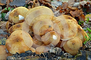 Armillaria gallica mushroom