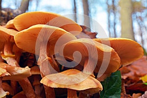 Armillaria gallica mushroom photo