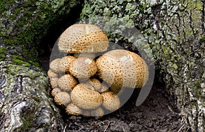 Armillaria, Honey Fungus