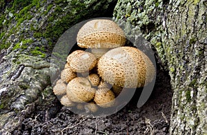 Armillaria, Honey Fungus