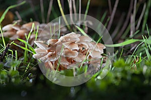 Armillaria - Honey mushroom