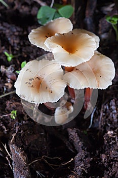 Armillaria - Honey mushroom