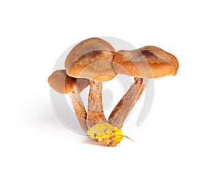 Armillaria (Kuehneromyces mutabilis)