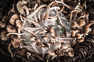 Armillaria (Kuehneromyces mutabilis), group of forest mushrooms