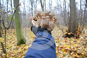 Armillaria mellea, commonly known as honey fungus. Gathering mushrooms. Forest mushroom, forest mushroom photo. Mushroomer
