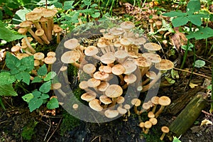 Armillaria mellea, group of edible mushrooms growing on stump in the forest