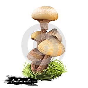 Armillaria mellea or honey fungus, basidiomycete mushroom closeup digital art illustration. Boletus has light yellow cap and same photo