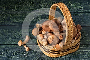 Armillaria mellea or honey fungus in the basket of birch bark