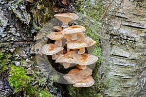 Armillaria mellea - honey fungus in forest - very taste edible mushroom. edible beautiful mushroom