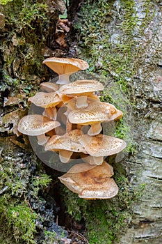 Armillaria mellea - honey fungus in forest - very taste edible mushroom. edible beautiful mushroom