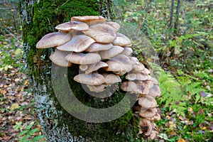 Armillaria mellea - honey fungus in forest - very taste edible mushroom. edible beautiful mushroom