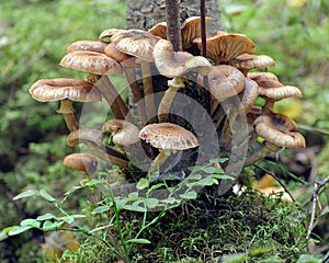 Armillaria mellea, honey fungus on an old tree trunk.