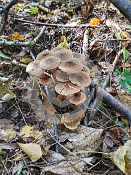 Armillaria mellea - Honey gel Hallimasch mushroom.